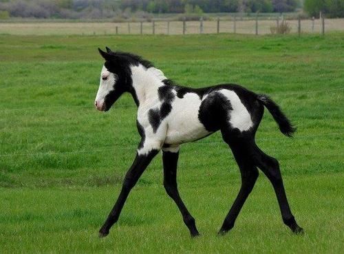 Coloured Friesian Foal